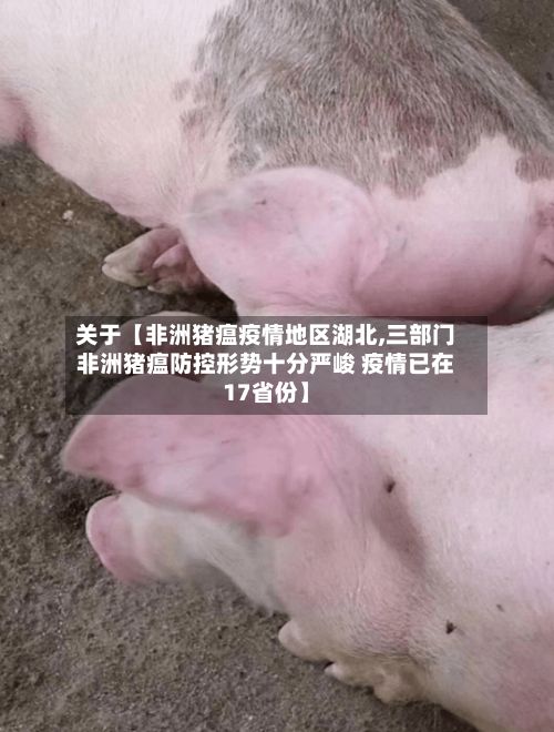 关于【非洲猪瘟疫情地区湖北,三部门非洲猪瘟防控形势十分严峻 疫情已在17省份】-第3张图片