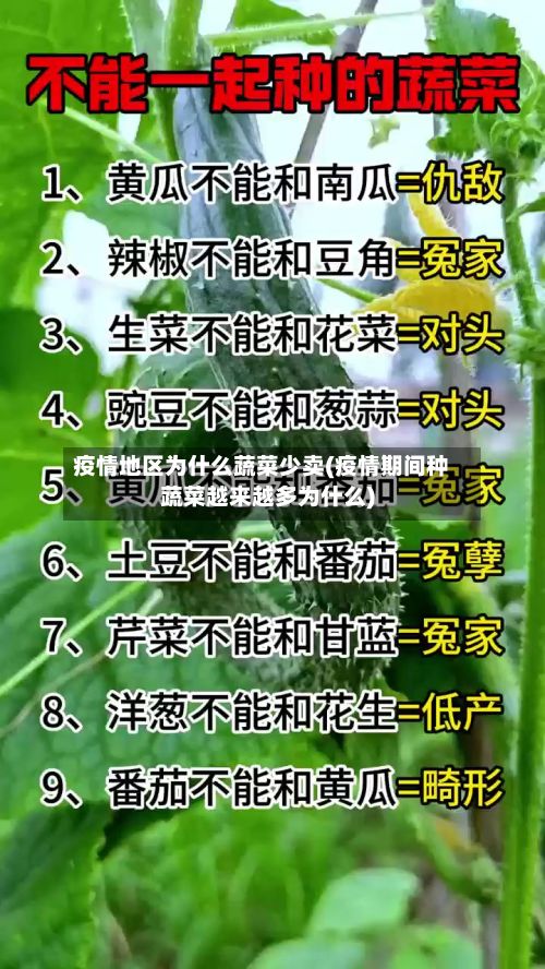 疫情地区为什么蔬菜少卖(疫情期间种蔬菜越来越多为什么)-第1张图片