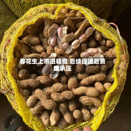 春花生上市进程慢 后续提速后费用
或承压-第1张图片